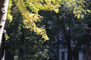 杭州朝晖公园银杏