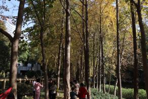 杭州朝晖公园银杏