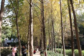 杭州朝晖公园银杏