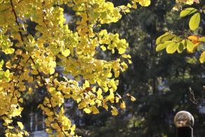 杭州朝晖公园银杏