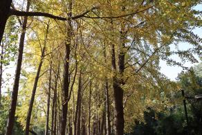 杭州朝晖公园银杏