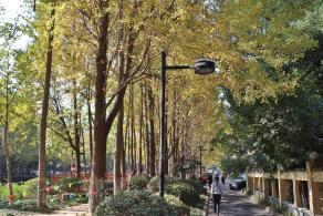 杭州朝晖公园银杏