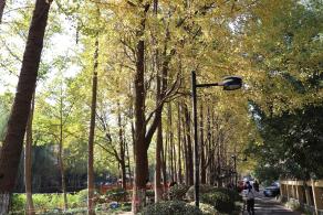 杭州朝晖公园银杏