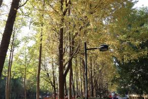 杭州朝晖公园银杏