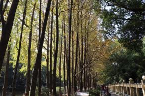 杭州朝晖公园银杏