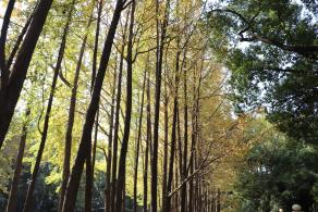 杭州朝晖公园银杏