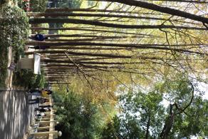 杭州朝晖公园银杏