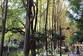 杭州朝晖公园银杏