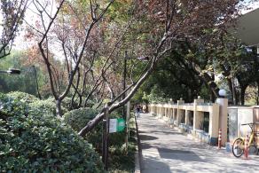 杭州朝晖公园银杏