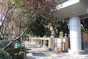 杭州朝晖公园银杏