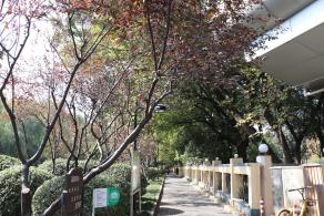 杭州朝晖公园银杏