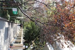 杭州朝晖公园银杏