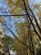 杭州朝晖公园银杏