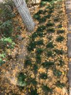 杭州朝晖公园银杏