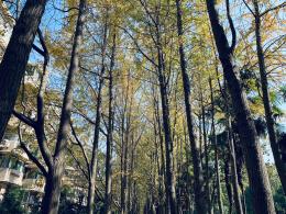 杭州朝晖公园银杏