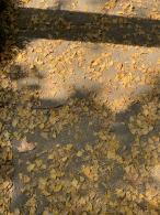 杭州朝晖公园银杏