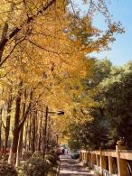 杭州朝晖公园银杏