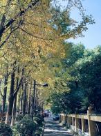 杭州朝晖公园银杏