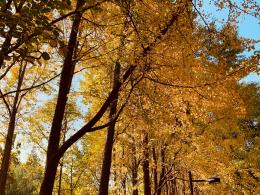 杭州朝晖公园银杏