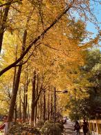 杭州朝晖公园银杏