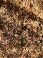 杭州朝晖公园银杏