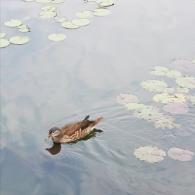 鸳鸯