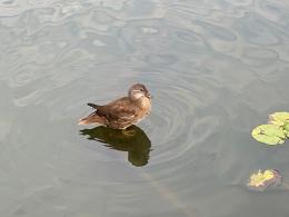 鸳鸯
