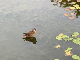 鸳鸯