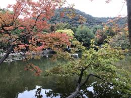 枫叶