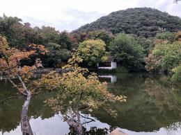枫叶
