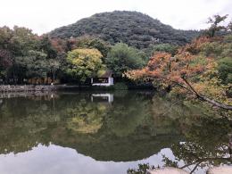 枫叶
