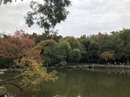 枫叶