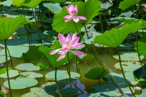 莲花池公园