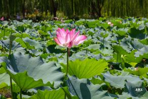 莲花池公园