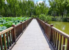 莲花池公园