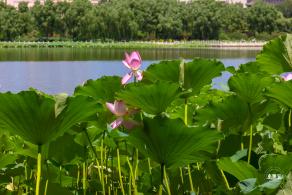 莲花池公园