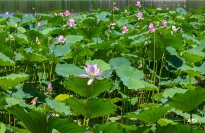 莲花池公园