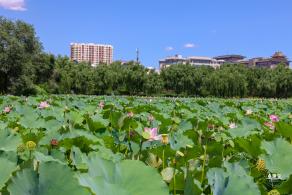 莲花池公园