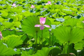 莲花池公园