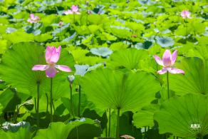 莲花池公园
