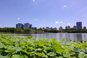 莲花池公园