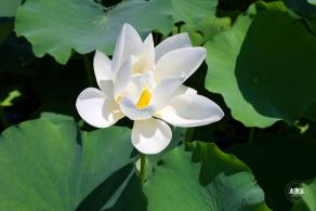 莲花池公园