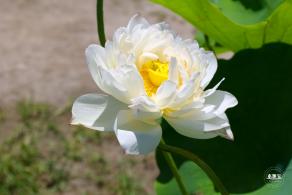 莲花池公园
