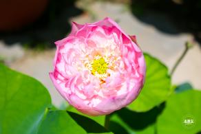 莲花池公园