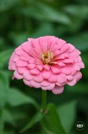花展