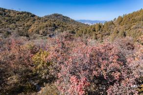 百望山森林公园