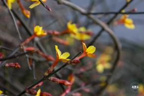 迎春花（持续更新ing）