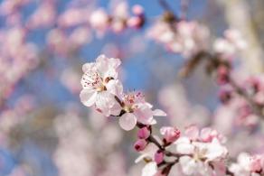 樱花（玉渊潭篇）会更新