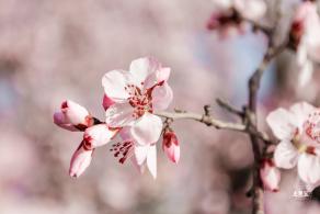 樱花（玉渊潭篇）会更新