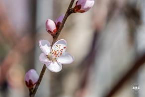 樱花（玉渊潭篇）会更新